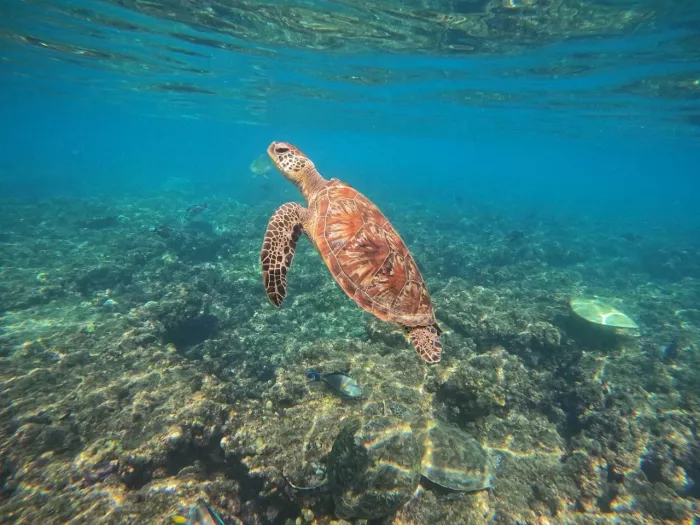 Туристическое агентство "Coral Travel" на Климентовской