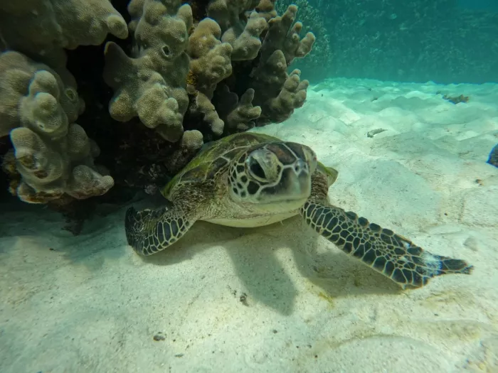 Туристическое агентство "Coral Travel" на Фурманной