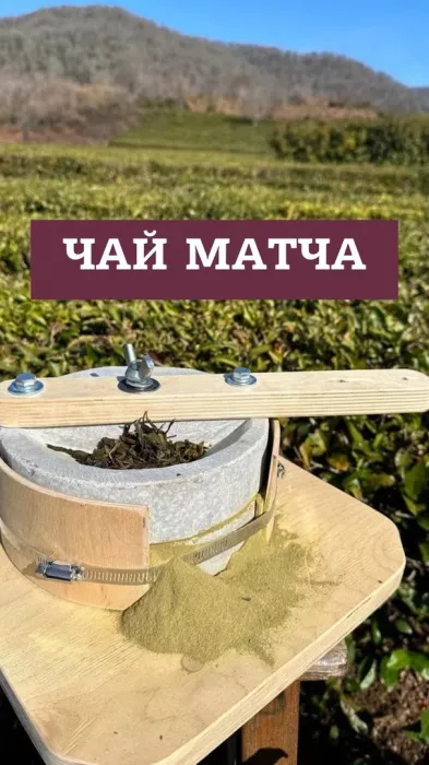 Чайная плантация "Адам-чай"