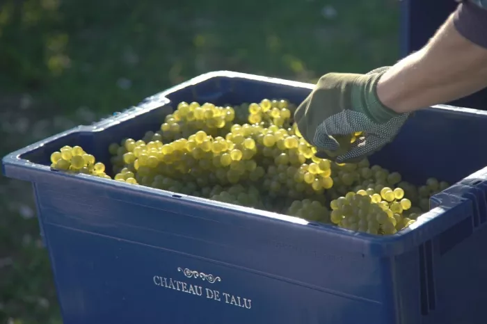 Винодельня Chateau de talu