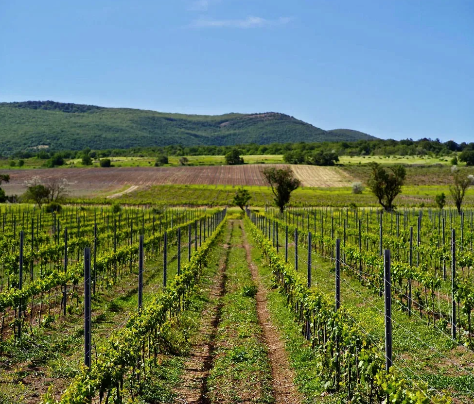 Винодельня "Tempelhof Winery"