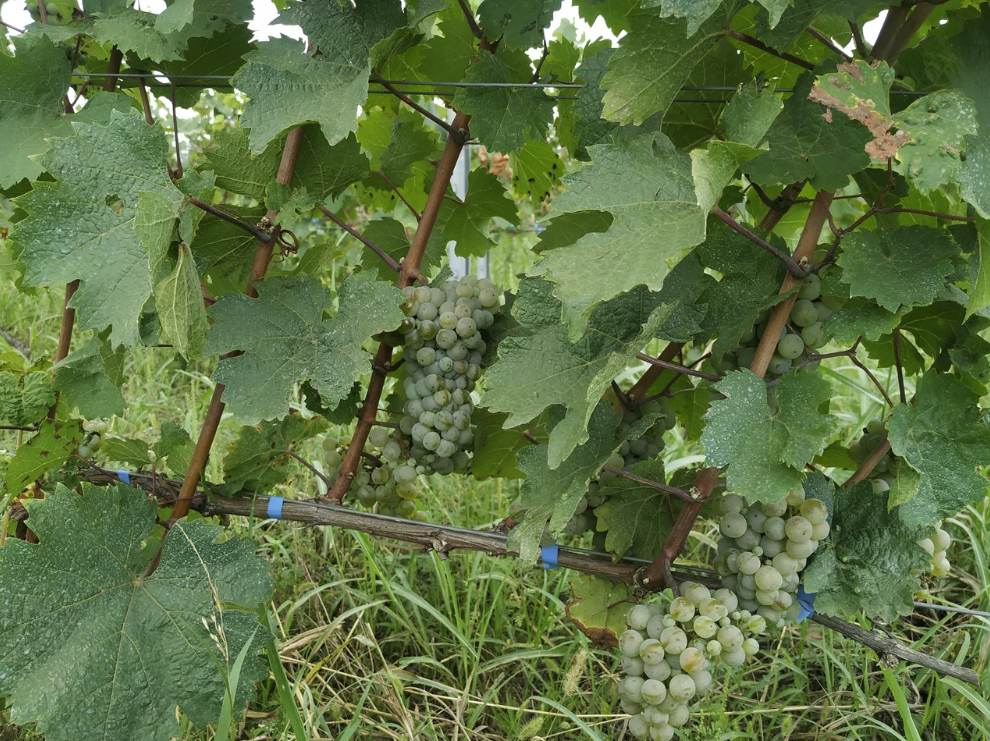 Винодельня "Tempelhof Winery"