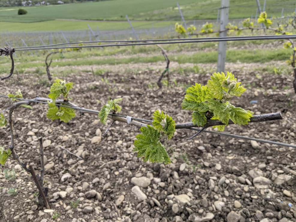 Винодельня "Tempelhof Winery"