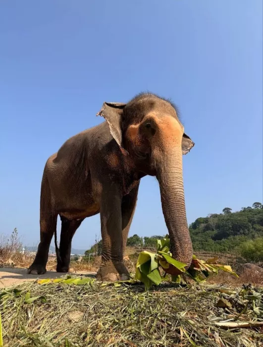 Заповедник «Bukit Elephant Park»