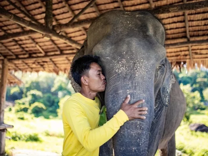 Заповедник «Bukit Elephant Park»