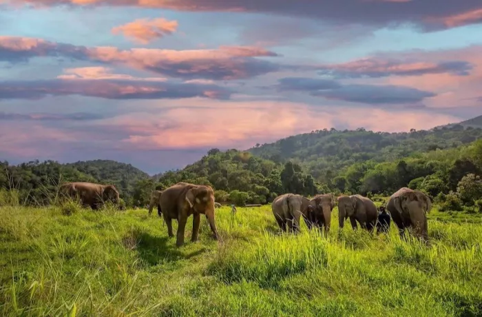 Заповедник «Bukit Elephant Park»
