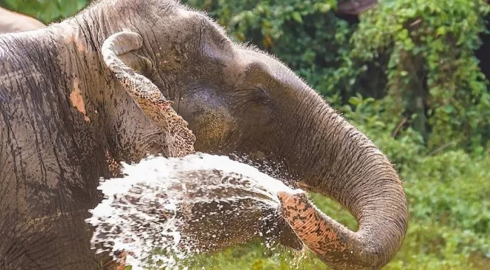 Заповедник «Bukit Elephant Park»