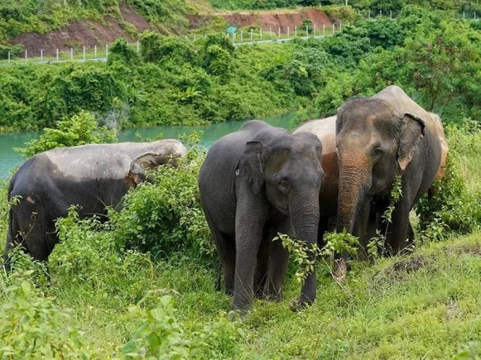 Заповедник «Bukit Elephant Park»