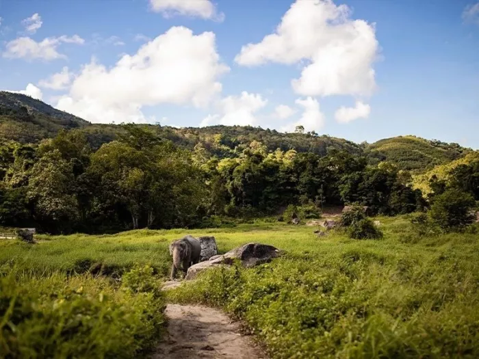 Заповедник «Bukit Elephant Park»