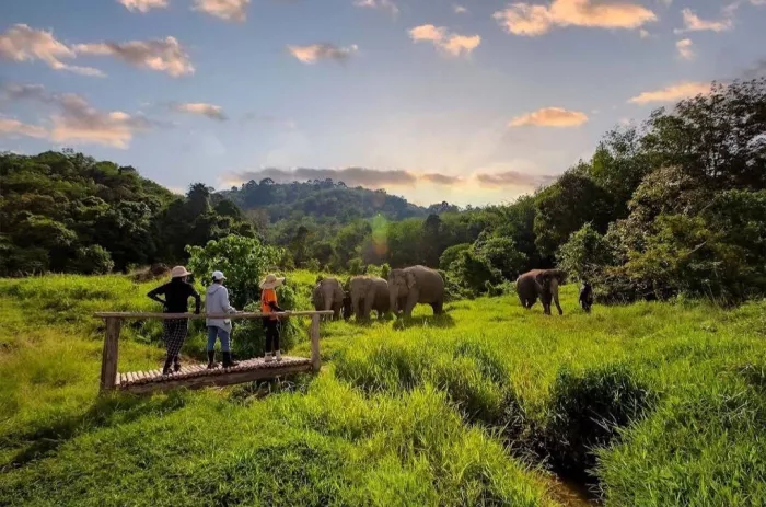 Заповедник «Bukit Elephant Park»