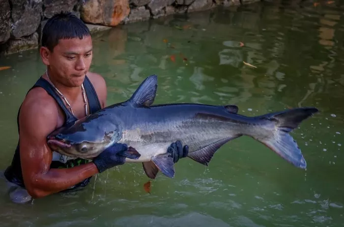 Рыболовный Пруд «Monster Fishing Park Phuket»
