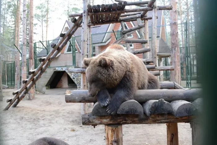 "Зоосад Деда Мороза"