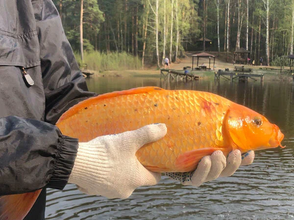 Рыбалка на Калиновке. Рыболовный Клуб