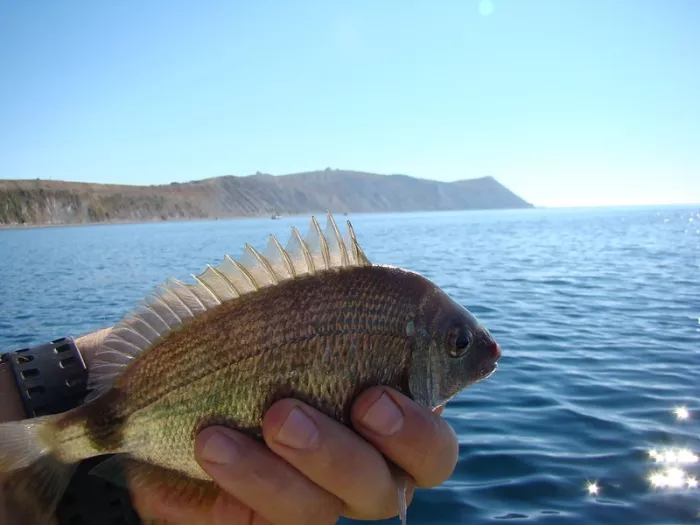 Морская рыбалка. Рыболовный клуб