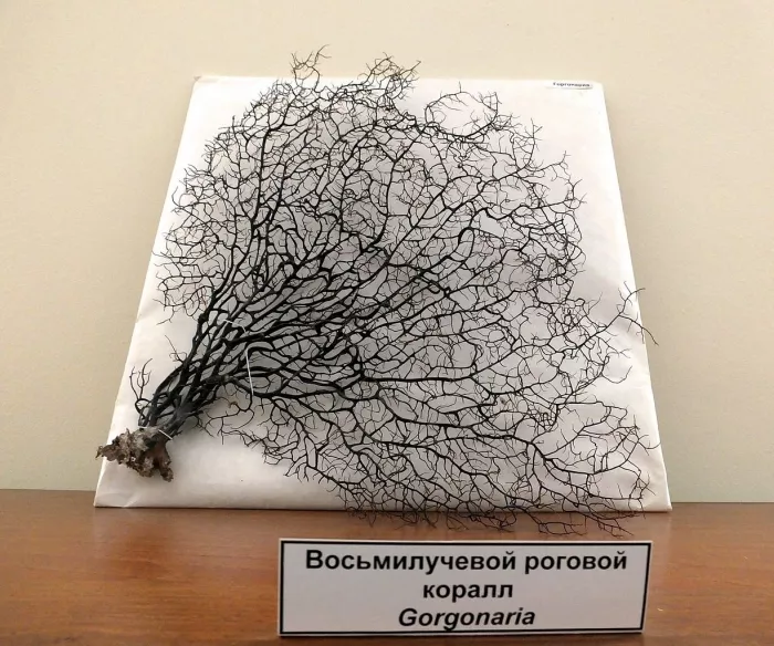 Музей  "Природы"