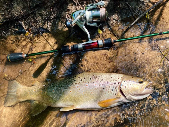 Carp Royal. Товары для Рыбалки