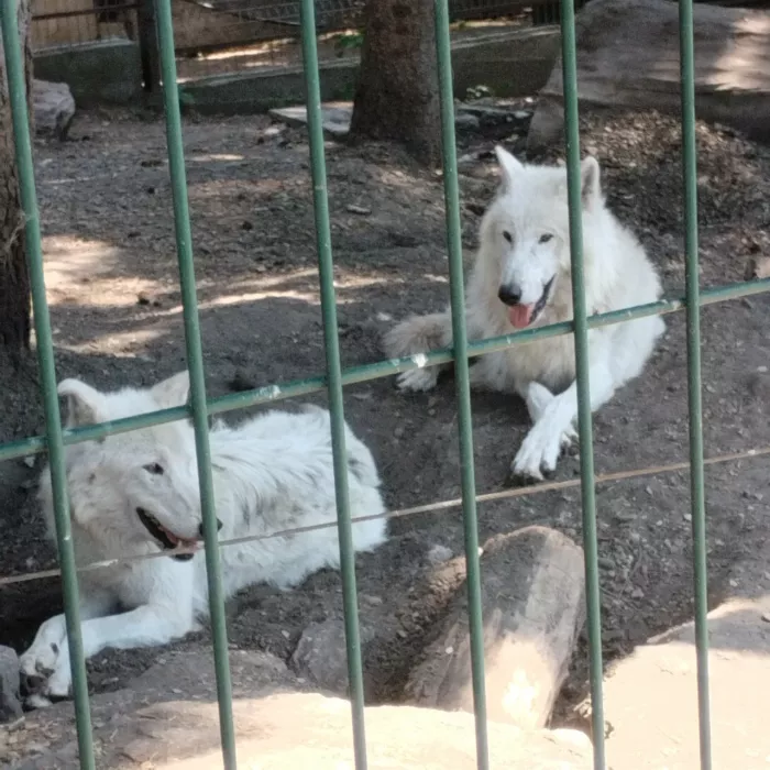 "Пензенский зоопарк"