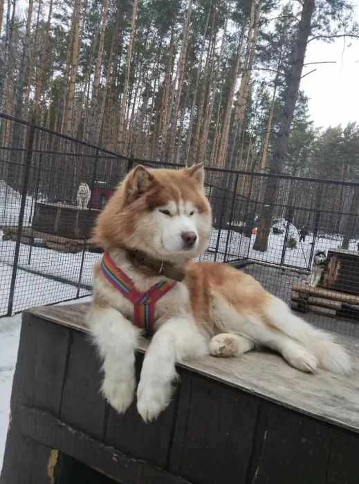 "Хаскилэнд Кемерово"