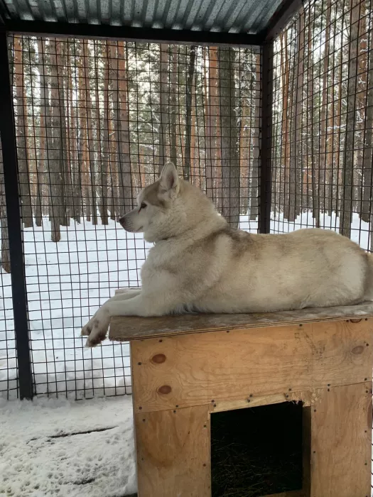 "Хаскилэнд Кемерово"