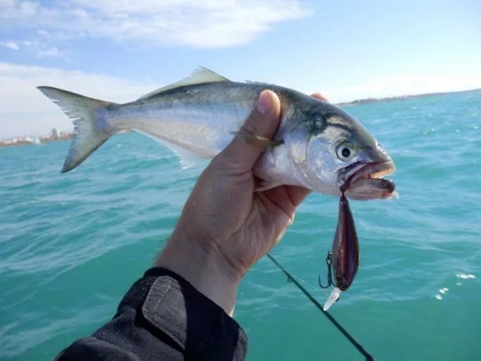 Fishing Adler. Рыболовный Клуб