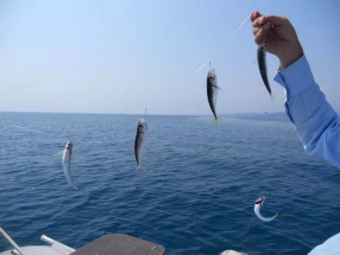 Fishing Adler. Рыболовный Клуб