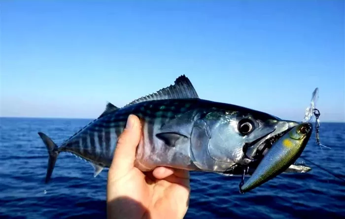 Fishing Adler. Рыболовный Клуб