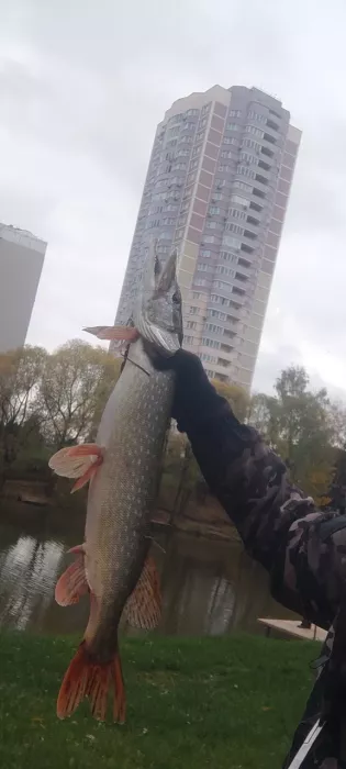 Рыболовный Клуб Белый Карп