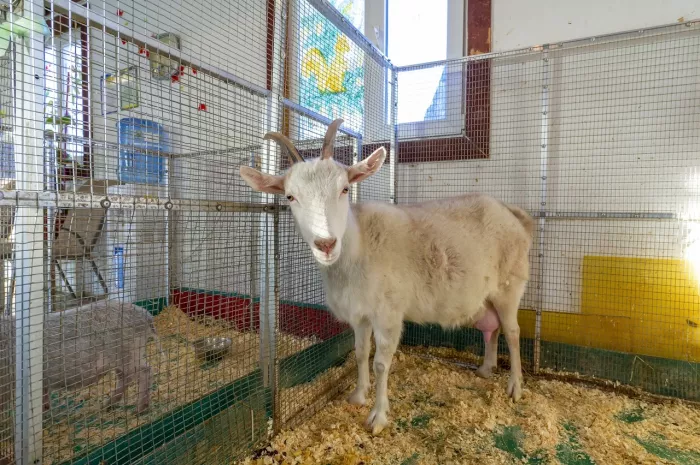 Контактный зоопарк "ZOO-mini"