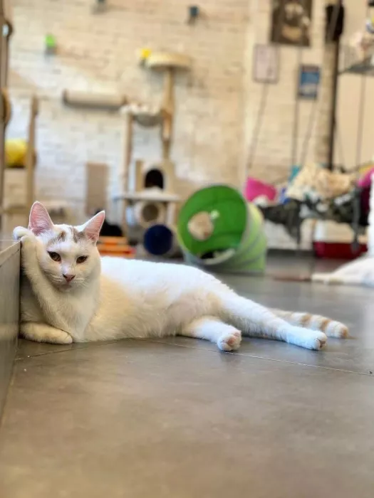 Первый коворкинг с котиками КотоБюро