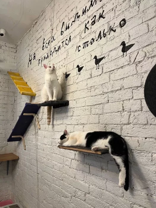 Первый коворкинг с котиками КотоБюро