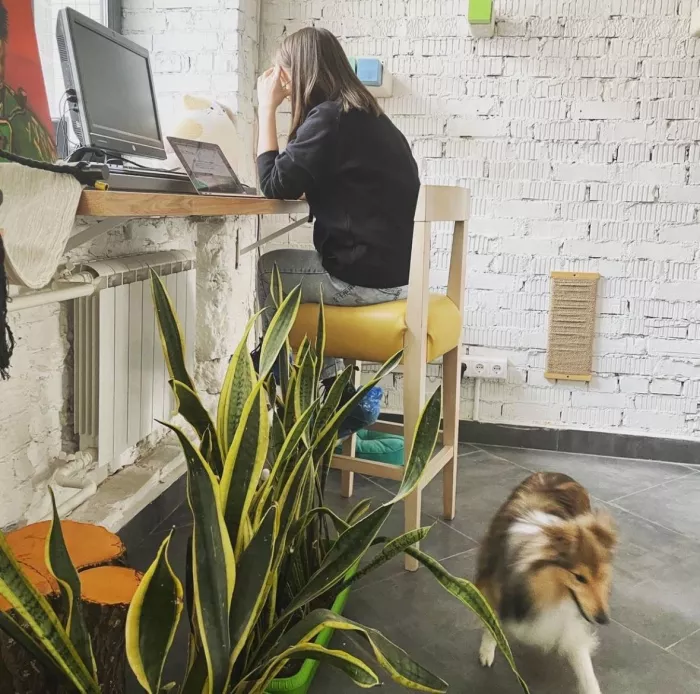 Первый коворкинг с котиками КотоБюро