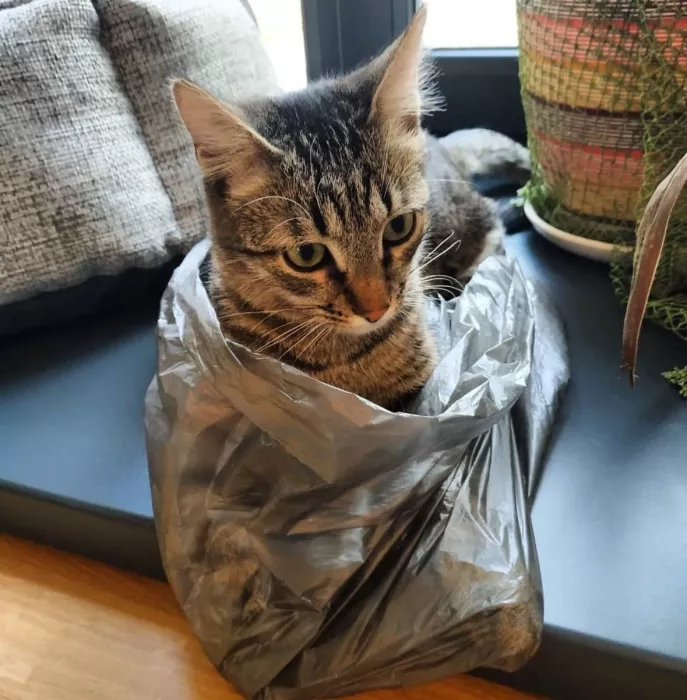 Первый коворкинг с котиками КотоБюро