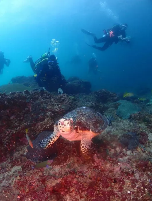 Дайвинг-Центр «Phuket Diving Center»