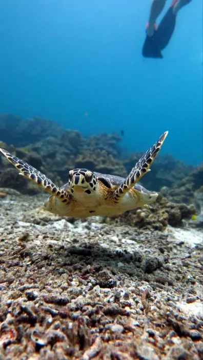 Дайвинг-Центр «DivingAsia.ru»