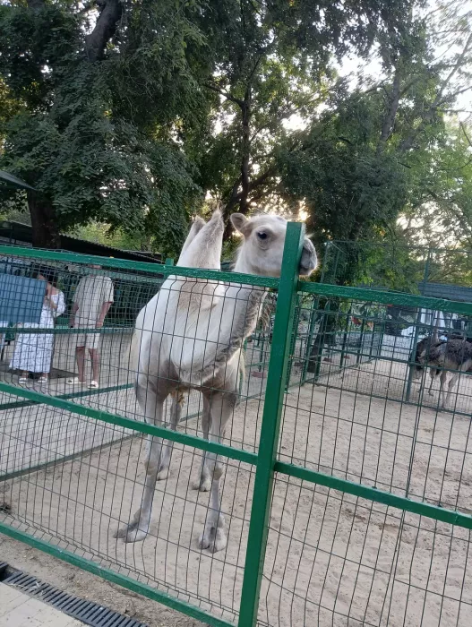 «Зоопарк»