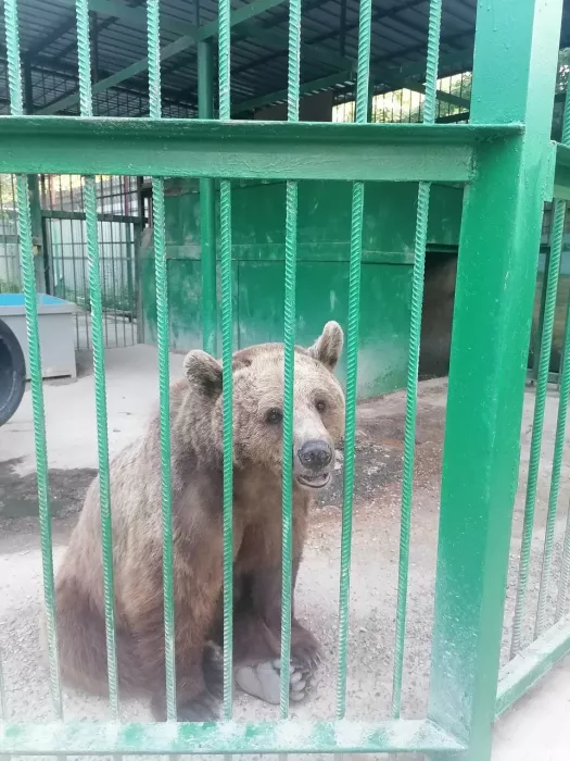 «Зоопарк»