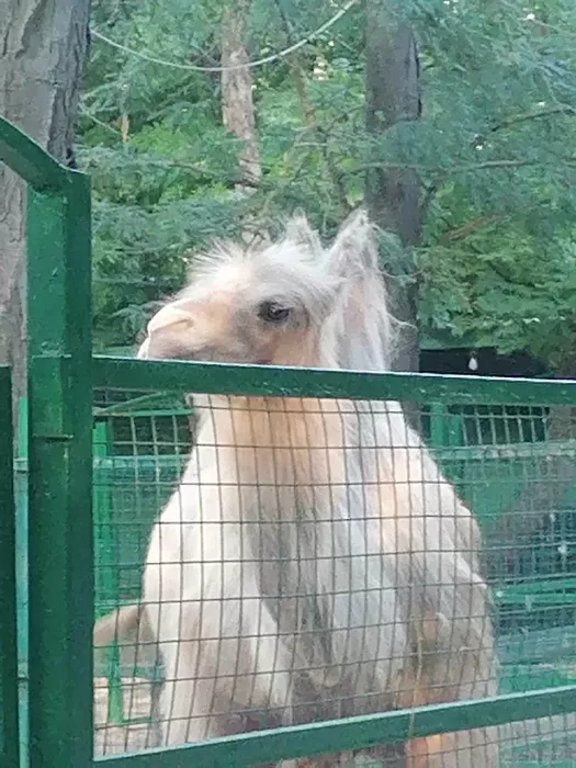 «Зоопарк»
