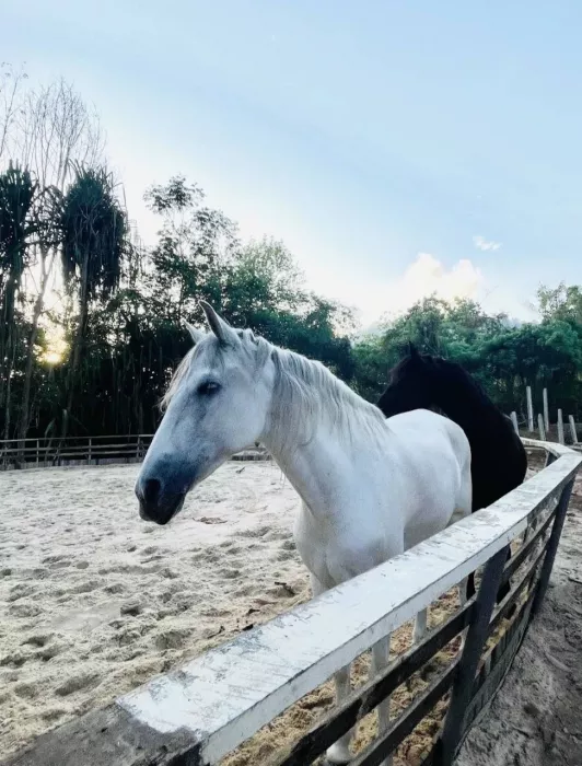 Школа Верховой Езды «Moracea Horse Academy»