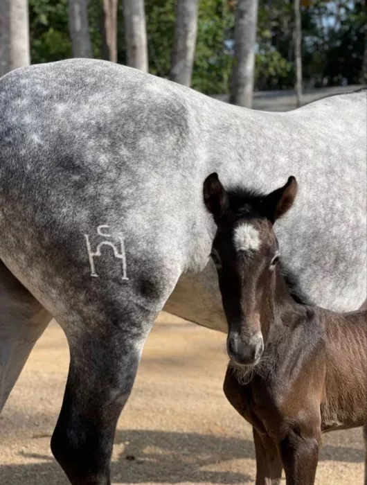 Школа Верховой Езды «Moracea Horse Academy»
