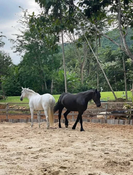 Школа Верховой Езды «Moracea Horse Academy»