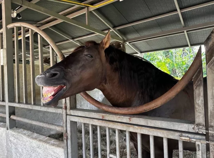 Школа Верховой Езды «Moracea Horse Academy»