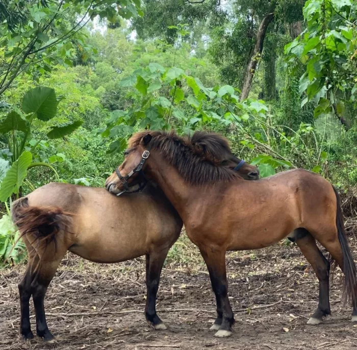 Конные Прогулки «COLTS»