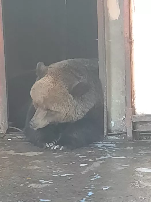 "Зоопарк"