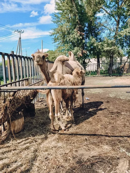 Зоопарк «Центр живой природы»