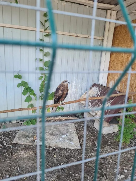 "Страусиное ранчо"