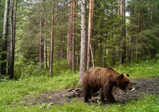 Охотничья база "Гончак"