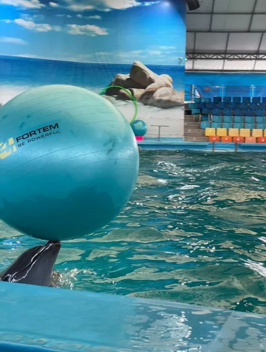 Дельфинарий «Dolphins Bay Phuket»