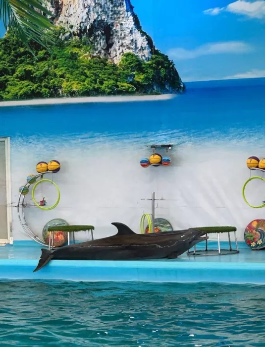 Дельфинарий «Dolphins Bay Phuket»