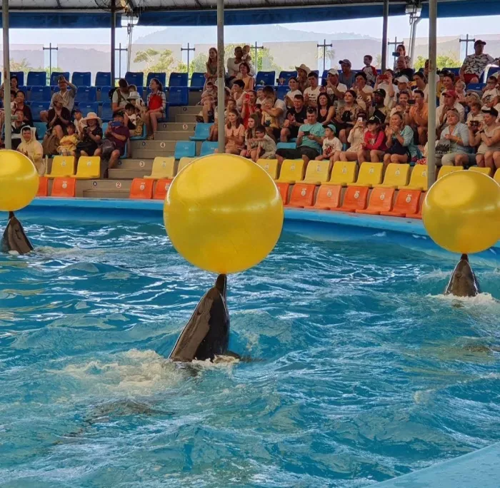 Дельфинарий «Dolphins Bay Phuket»