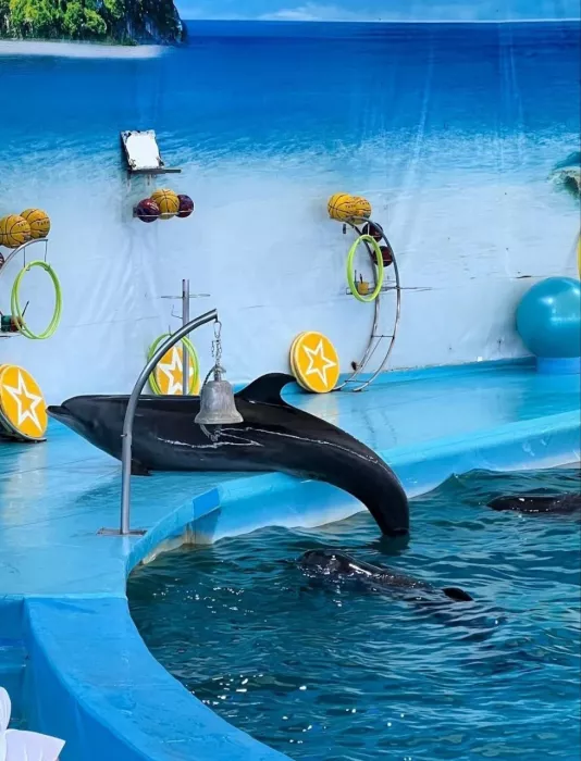 Дельфинарий «Dolphins Bay Phuket»